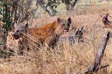 Hyena